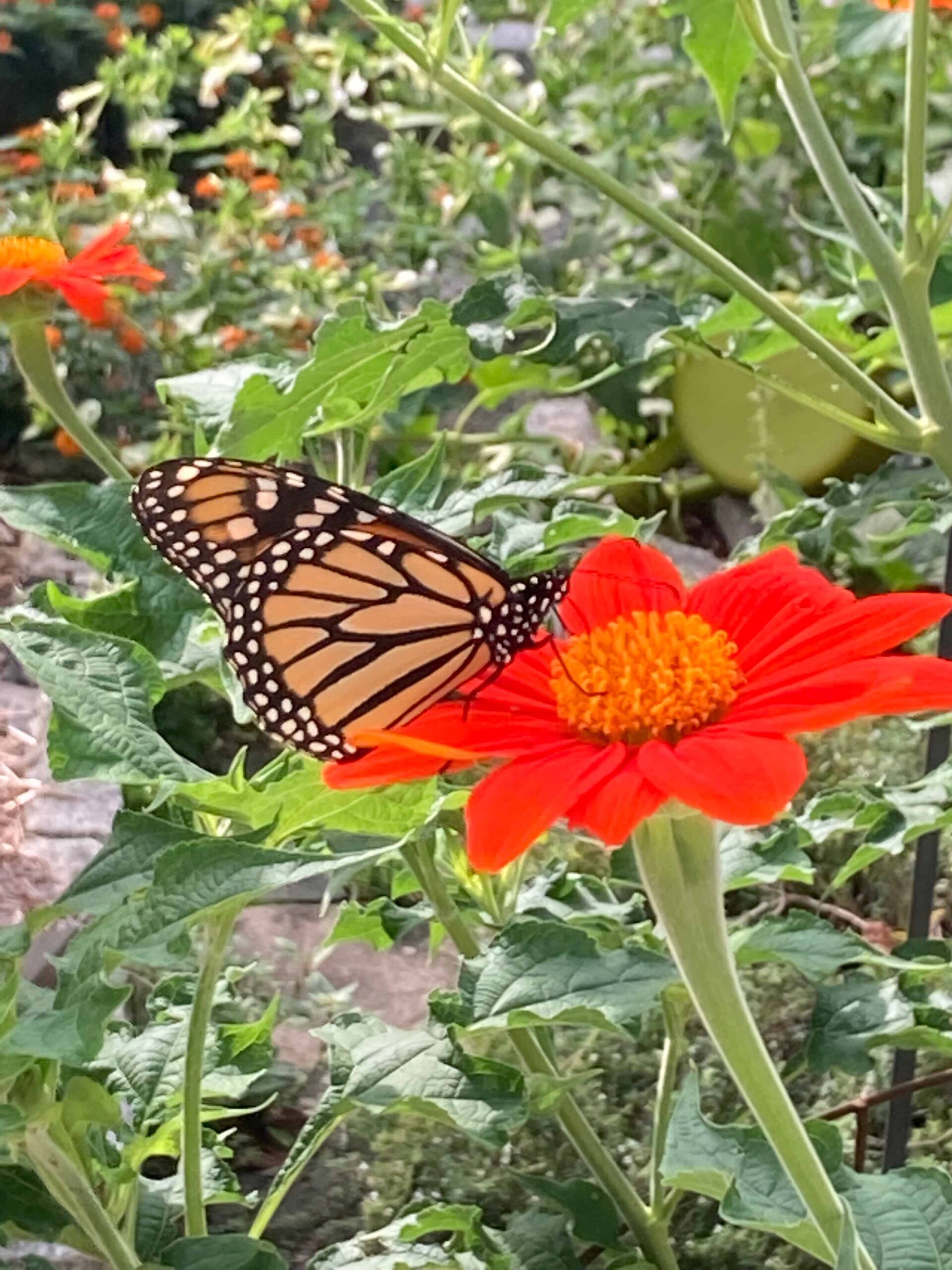 Sharing Mexican sunflowers - Rebecca S. Hartley